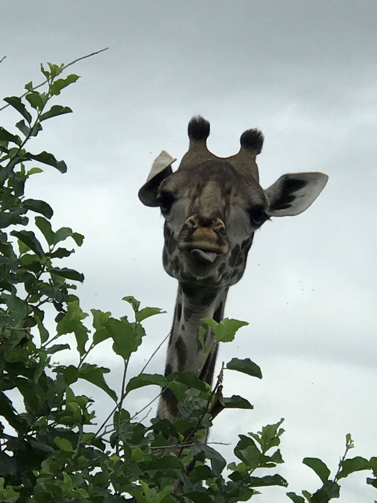 Giraffe in Tanzania